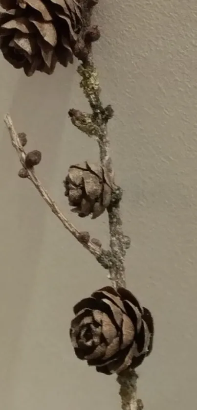 Close-up of pinecones on a branch against a beige background.