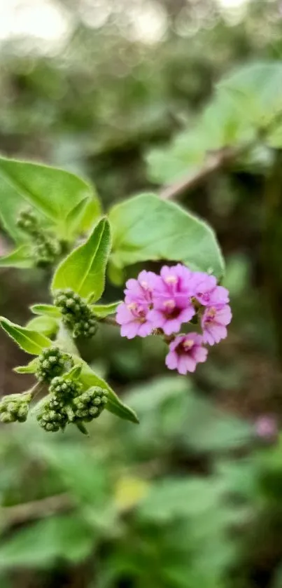 Close-up of pink flowers surrounded by green leaves.