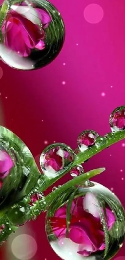 Vibrant pink nature wallpaper with raindrop reflections.