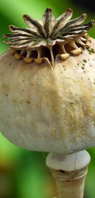 Close-up of a poppy seed capsule with a green background.