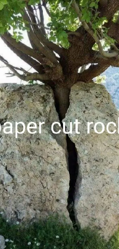 Tree growing through a large rock, showcasing nature's power.