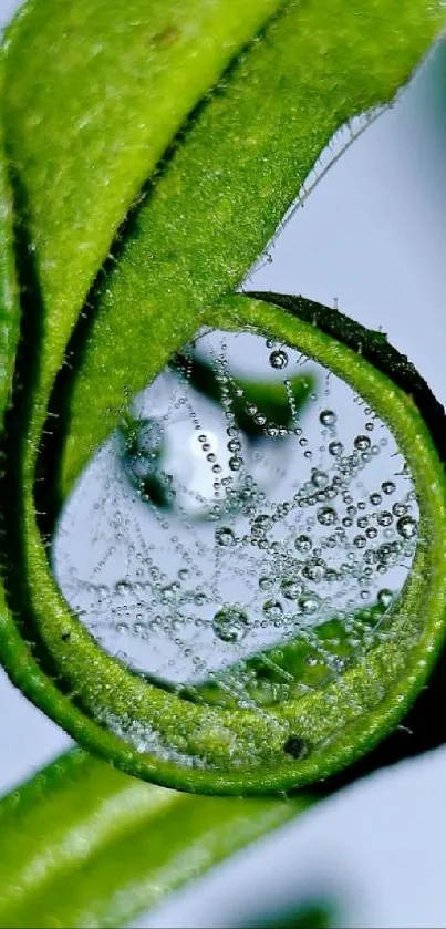 Close-up of vibrant green leaves with raindrops for mobile wallpaper.