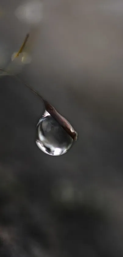 Mobile wallpaper of a dewdrop on a twig with a blurred gray background.