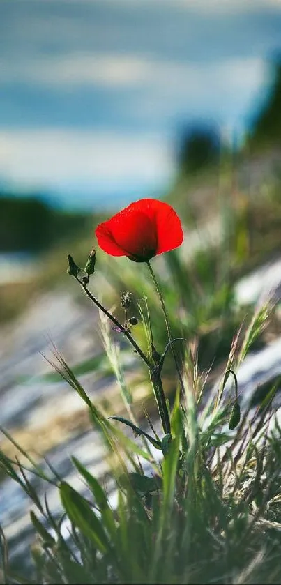 A vibrant red flower in lush green grass under a cloudy sky.