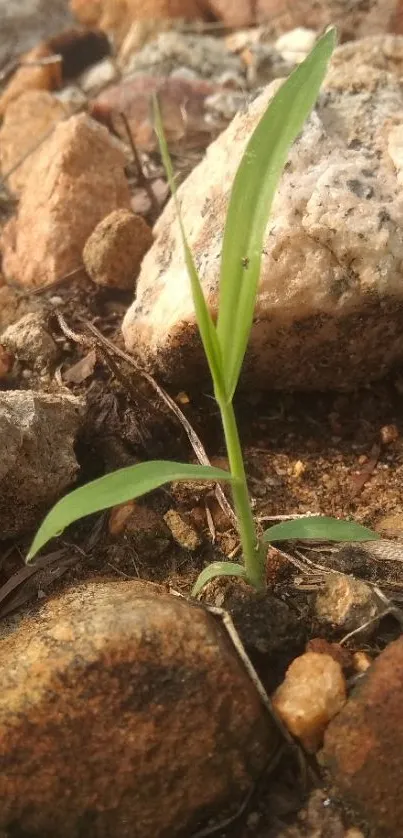 Green sprout emerging through rocky ground in nature.