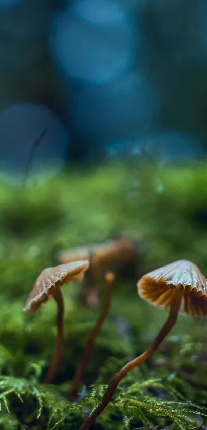 Mushrooms on forest floor mobile wallpaper.