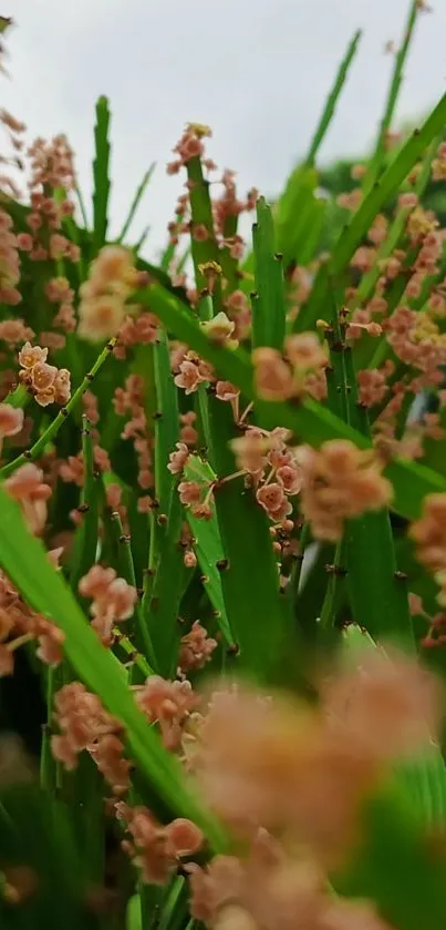 Close-up of green leaves and pink flowers for mobile wallpaper.