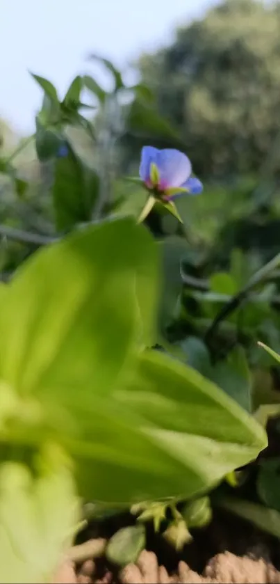 Close-up of a blue flower with green leaves in nature.