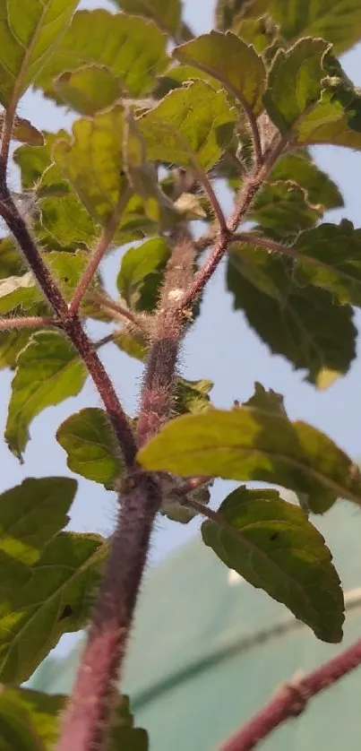 Close-up of green leaves under a blue sky.