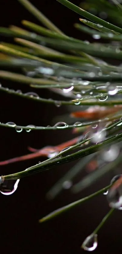 Dew drops on evergreen needles against dark background.