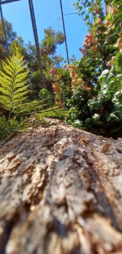 Close-up of tree trunk with lush foliage and blue sky overhead.