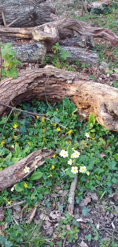 Lush forest scene with fallen logs and wildflowers.