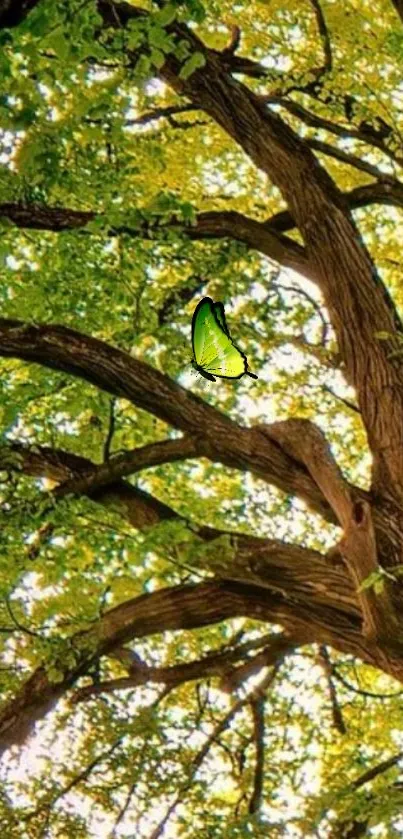 Lush green summer tree with butterfly.