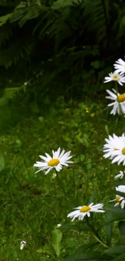 Daisies in lush green grass mobile wallpaper.