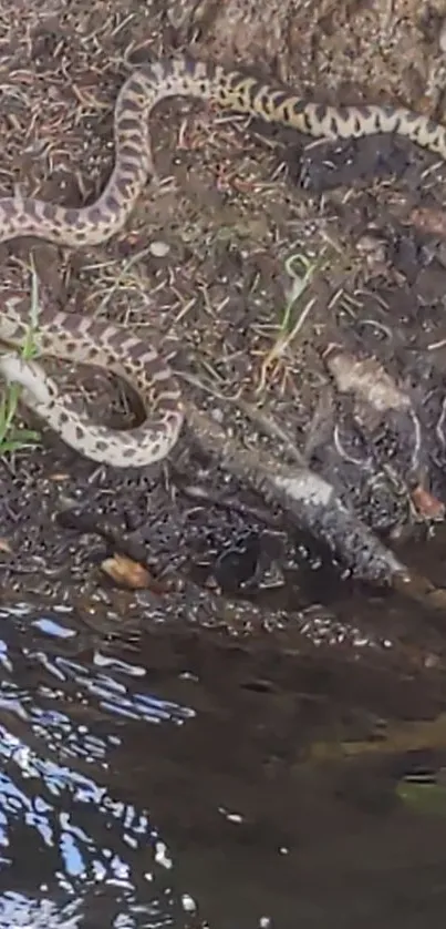 Snake resting by the water on a riverbank in a natural setting.