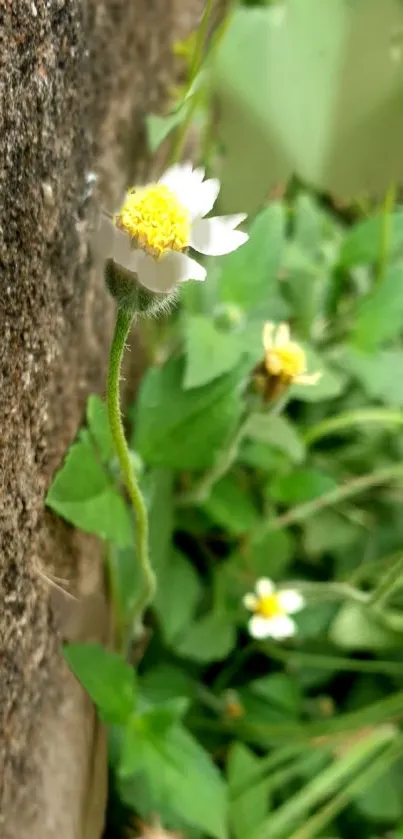 White and yellow wildflowers with green leaves on textured background.