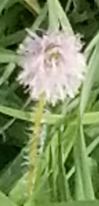 A delicate wildflower in lush green grass.