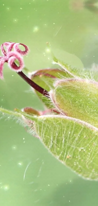 Soft green leaves with pink blossom on a serene floral wallpaper.