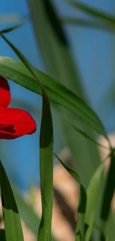 Vibrant red flower with green leaves against a clear blue sky.