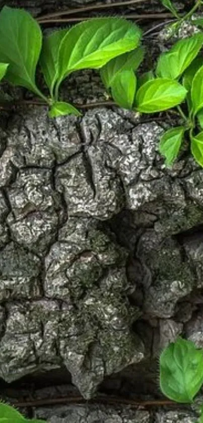 Mobile wallpaper with green leaves on tree bark.