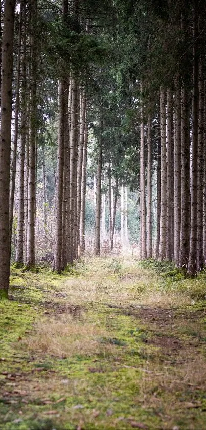 Serene forest pathway with tall trees and a lush green floor.