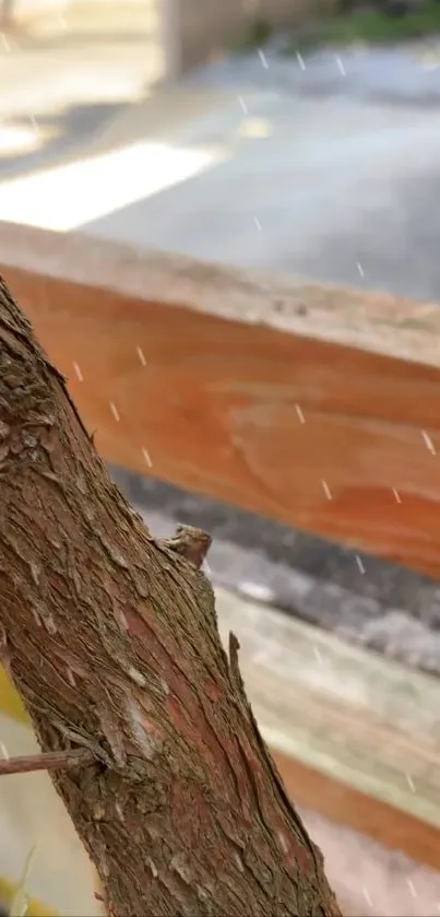 Close-up of tree bark with blurred background, capturing a tranquil outdoor scene.