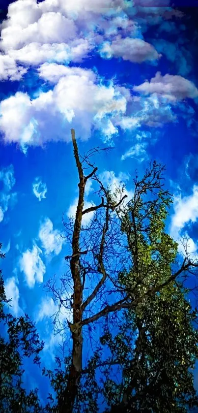 Bright blue sky with trees and fluffy clouds.