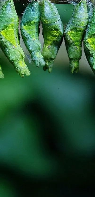 Vivid green chrysalis hanging in nature's backdrop.