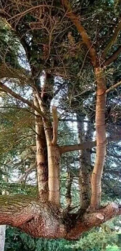 Unique tree formation in a forested landscape.