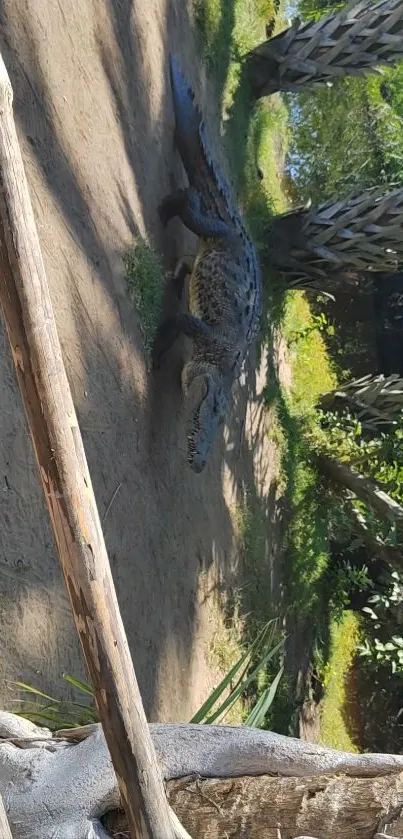 Crocodile resting in lush, green jungle setting.