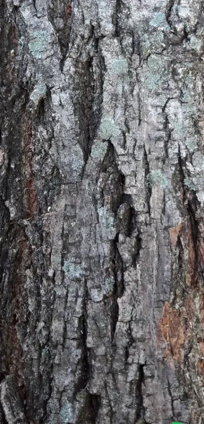 Detailed bark texture wallpaper for mobile.