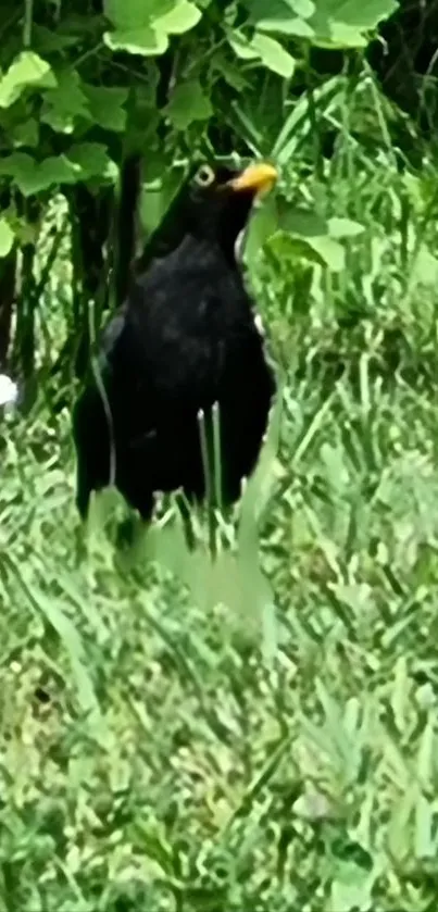 Blackbird surrounded by lush greenery