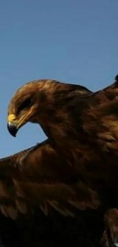 Nature Bird Brown Live Wallpaper