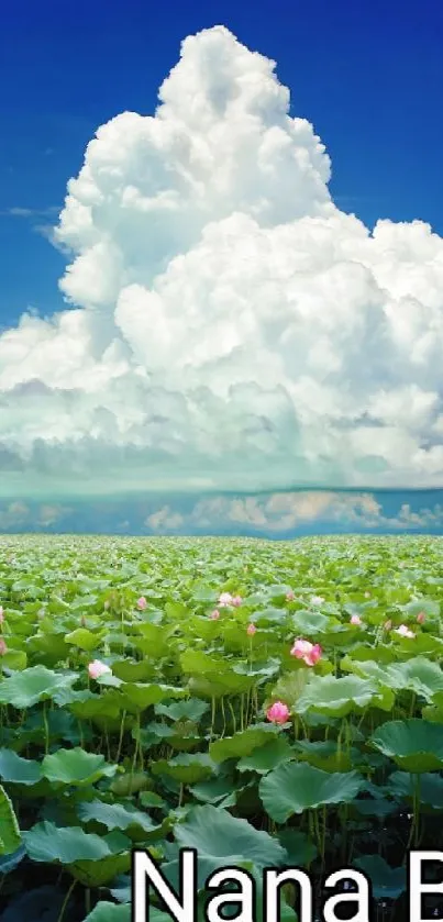 Stunning blue sky with clouds over lush green fields.