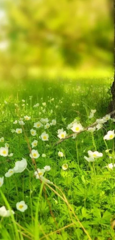 Serene meadow with white blossoms under green trees.