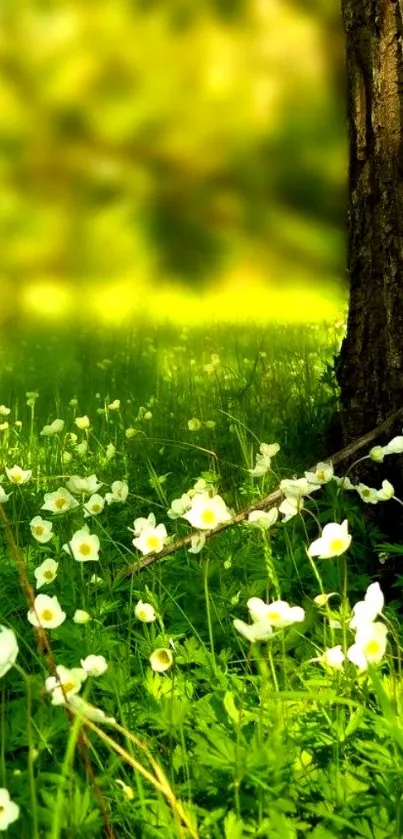 Serene nature wallpaper with green leaves and white blossoms in sunlight.