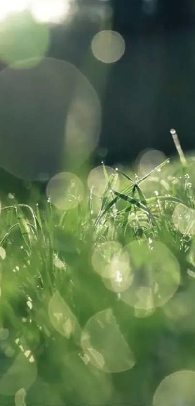 Green grass with bokeh sunlight, creating a serene, nature-inspired mobile wallpaper.