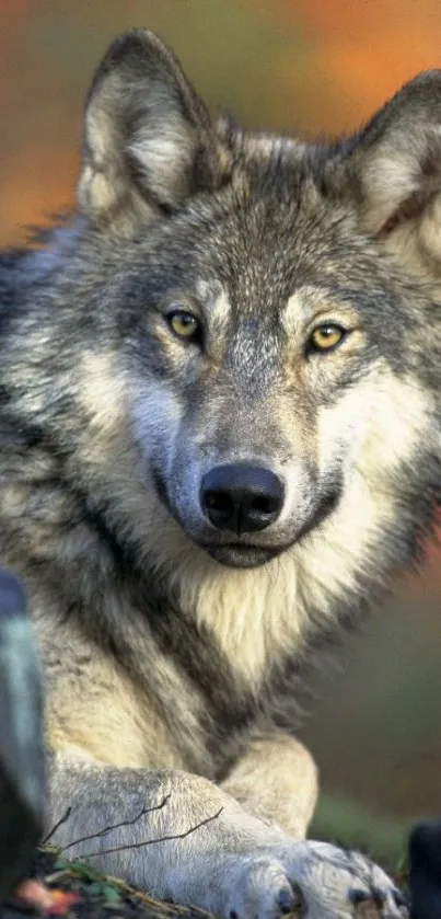 Nature Carnivore Snout Live Wallpaper