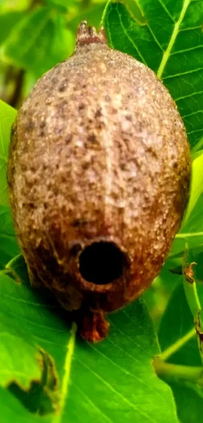 Nature cocoon nestled in green leaves wallpaper.