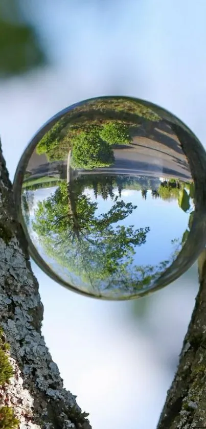 Crystal ball reflecting a forest scene between tree trunks.