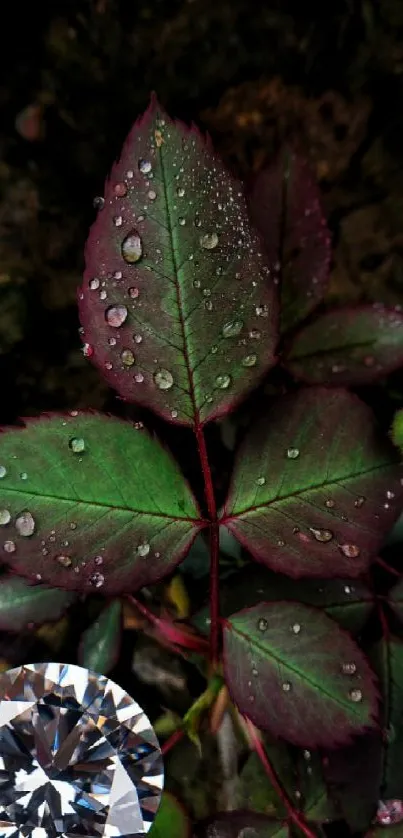 Dewy leaves with a sparkling diamond set on earthy background.