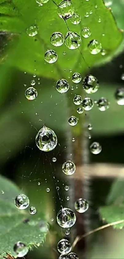 Close-up of dew drops on a fresh green leaf.