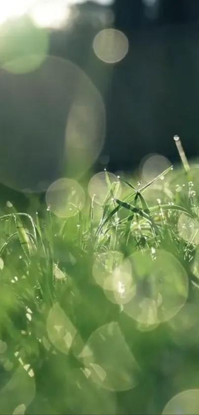 Close-up of green grass with dewdrops in sunlight, creating a serene atmosphere.