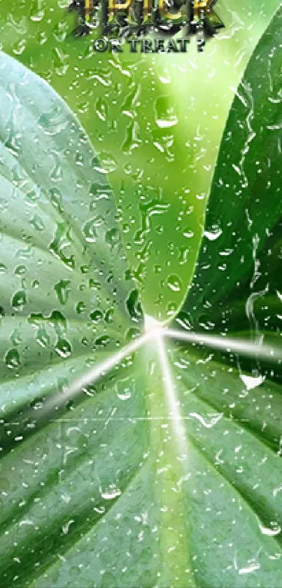 Close-up of green leaves with water droplets.