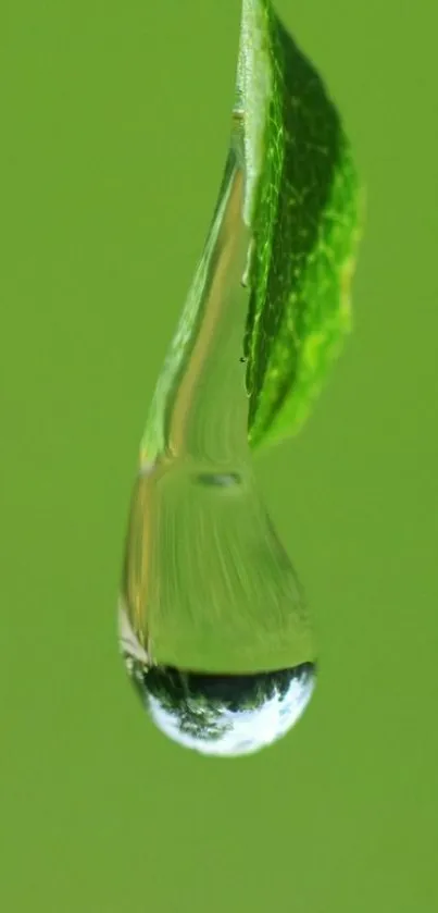 Close-up of a water droplet on a green leaf against a blurred background.