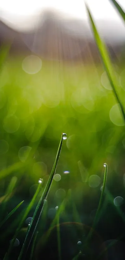 Nature Droplet Abstract Live Wallpaper
