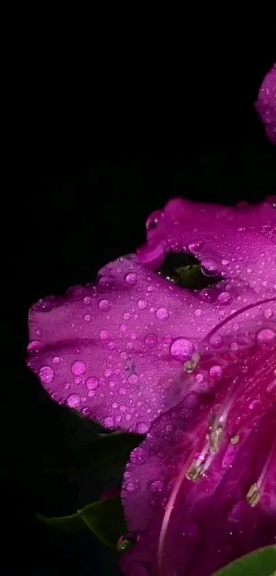 Nature Flora Flower Live Wallpaper