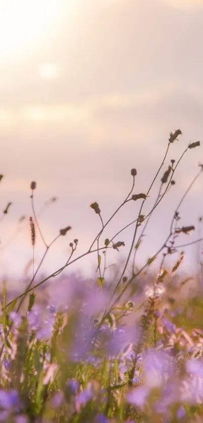Nature Flower Grass Live Wallpaper