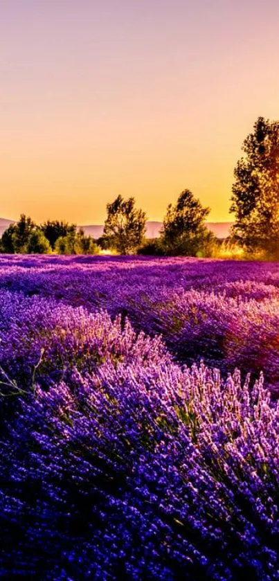 Nature Flower Grass Live Wallpaper