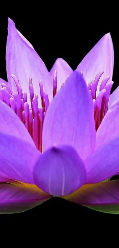 Nature Flower Petal Live Wallpaper